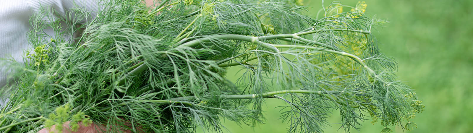 Quercetin