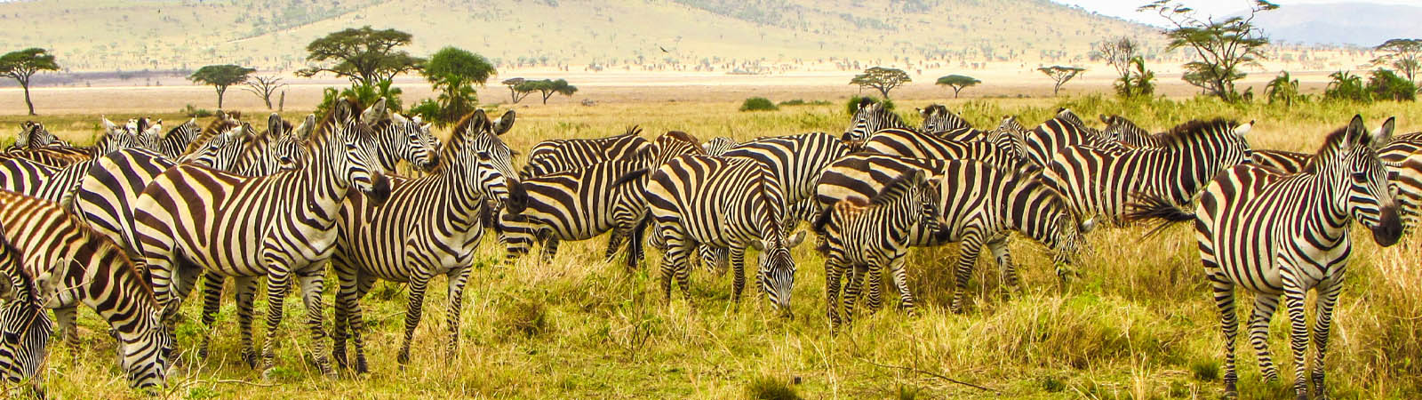 There Are No Scissors on the Savannah